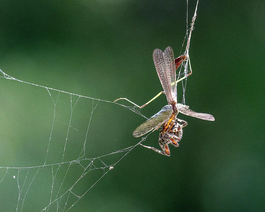 22496 tarantula eating prey