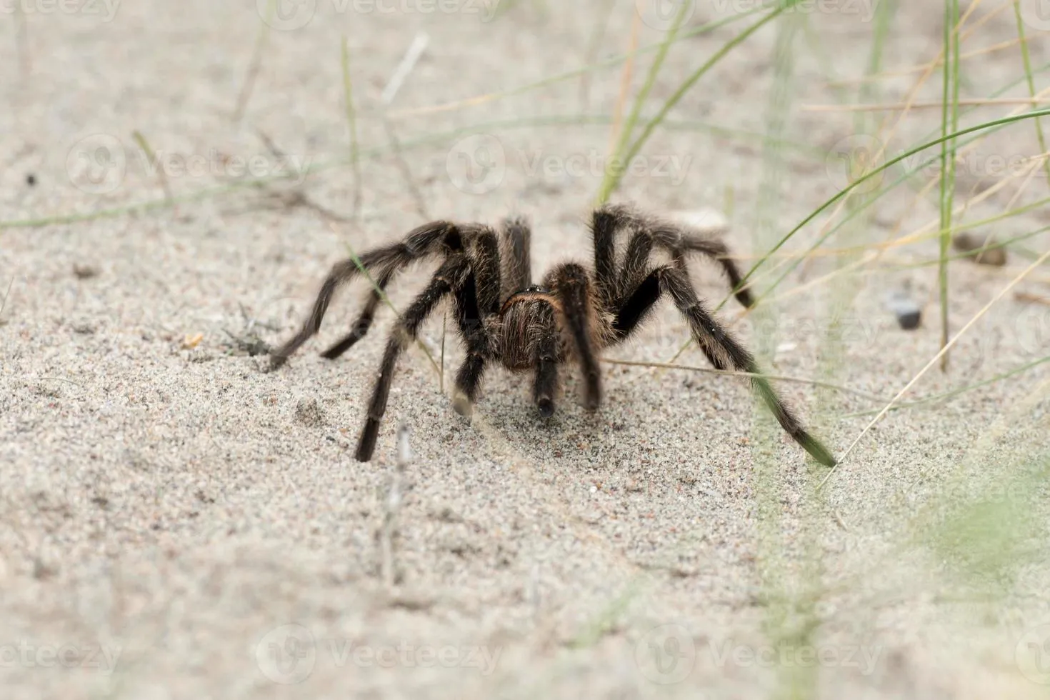 22497 sand tarantula defensive pose