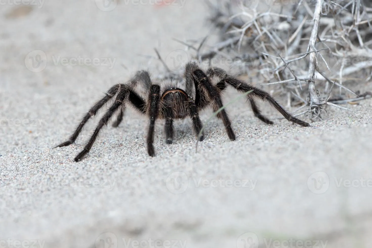 22497 sand tarantula egg sac
