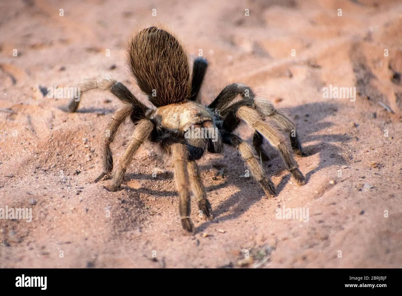 22497 sand tarantula hunting