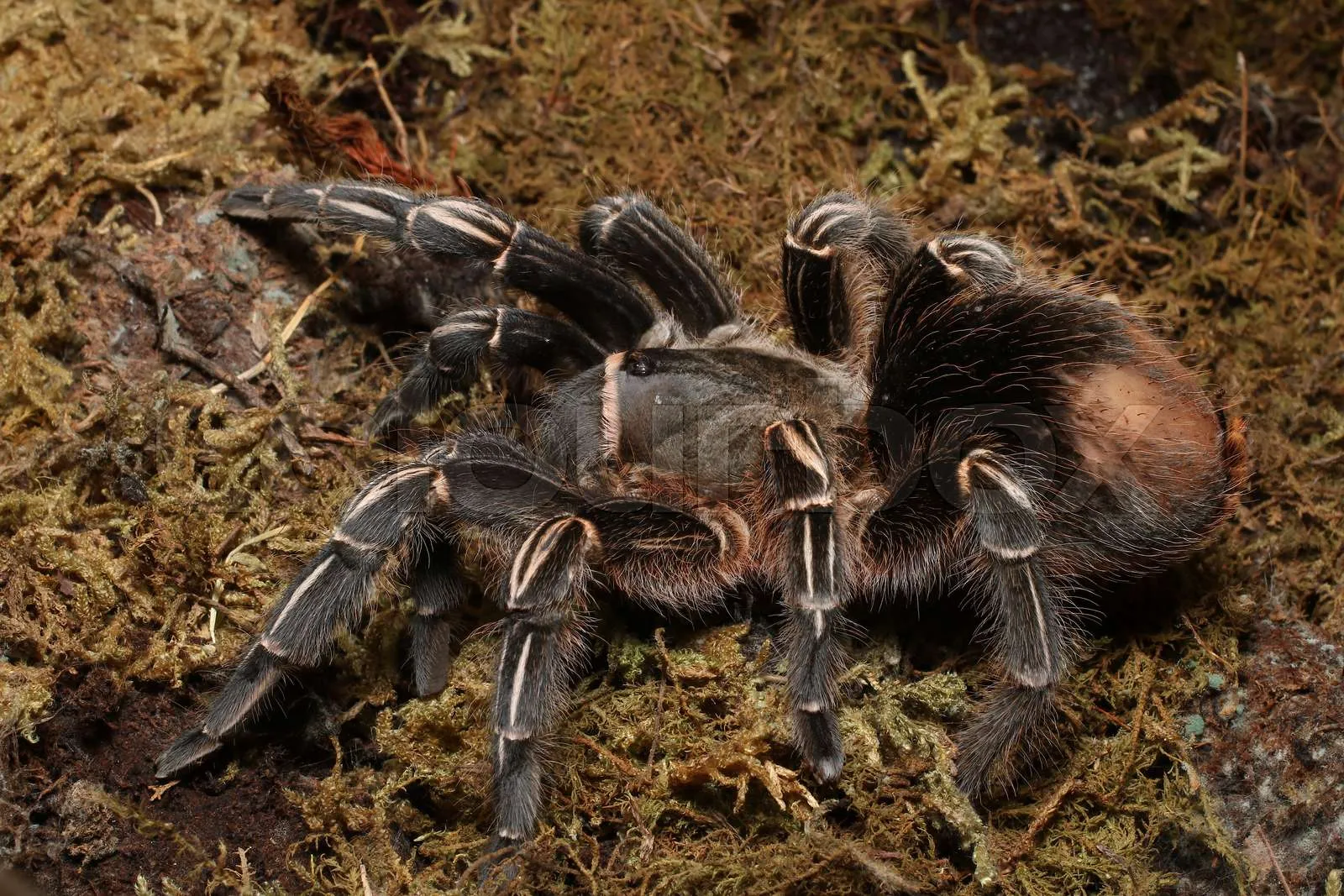 22499 blue costa rican zebra tarantula 1