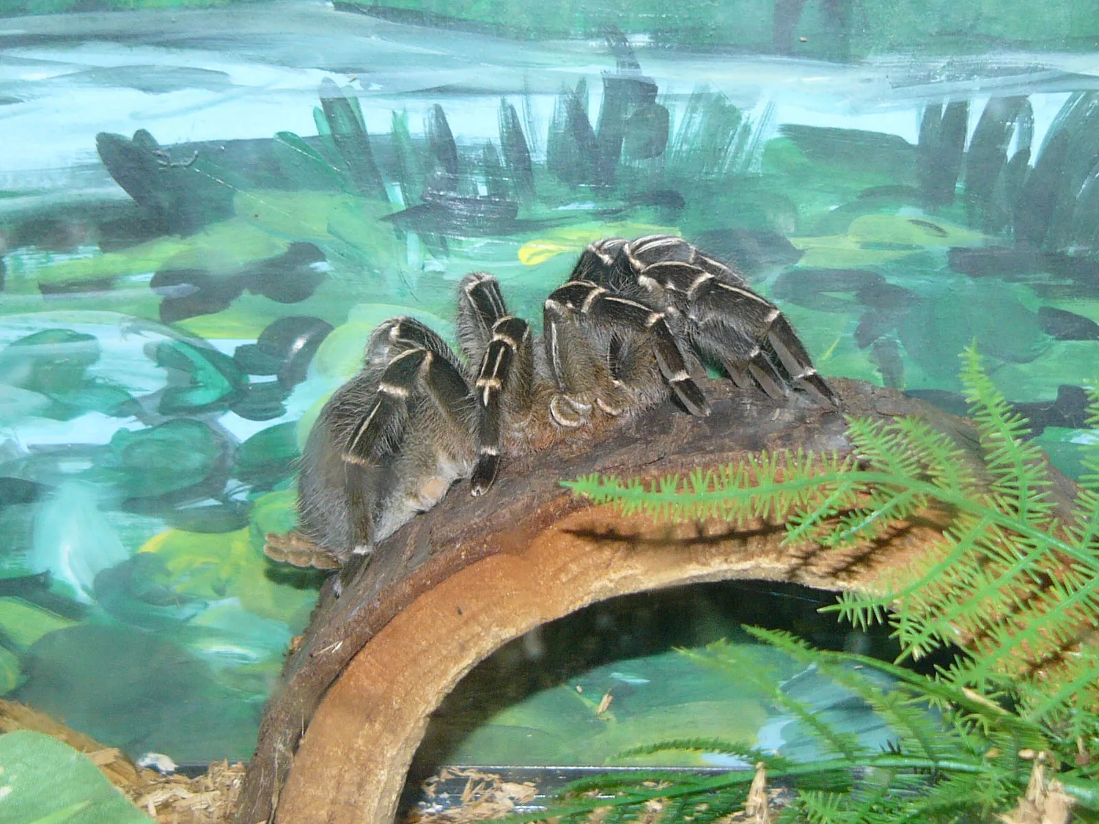 22499 blue costa rican zebra tarantula 2