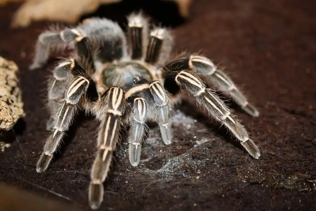 22499 blue costa rican zebra tarantula 3