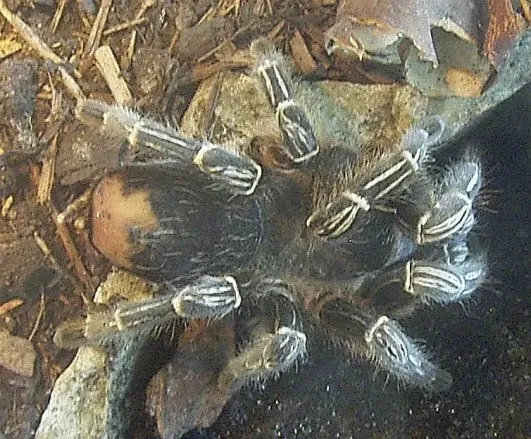 22499 blue costa rican zebra tarantula 4