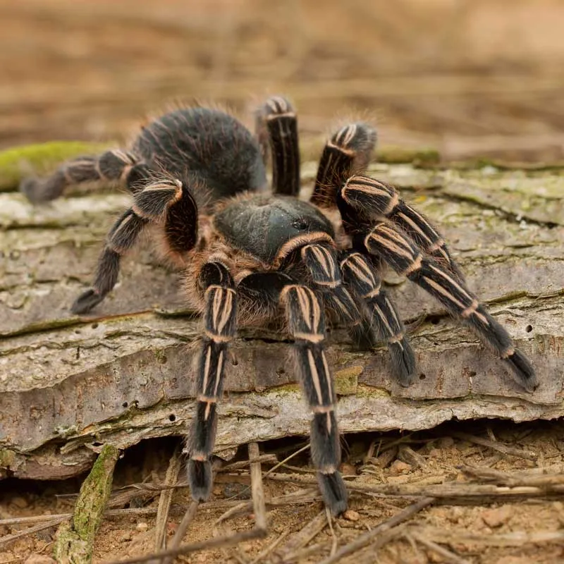 22499 blue costa rican zebra tarantula 5
