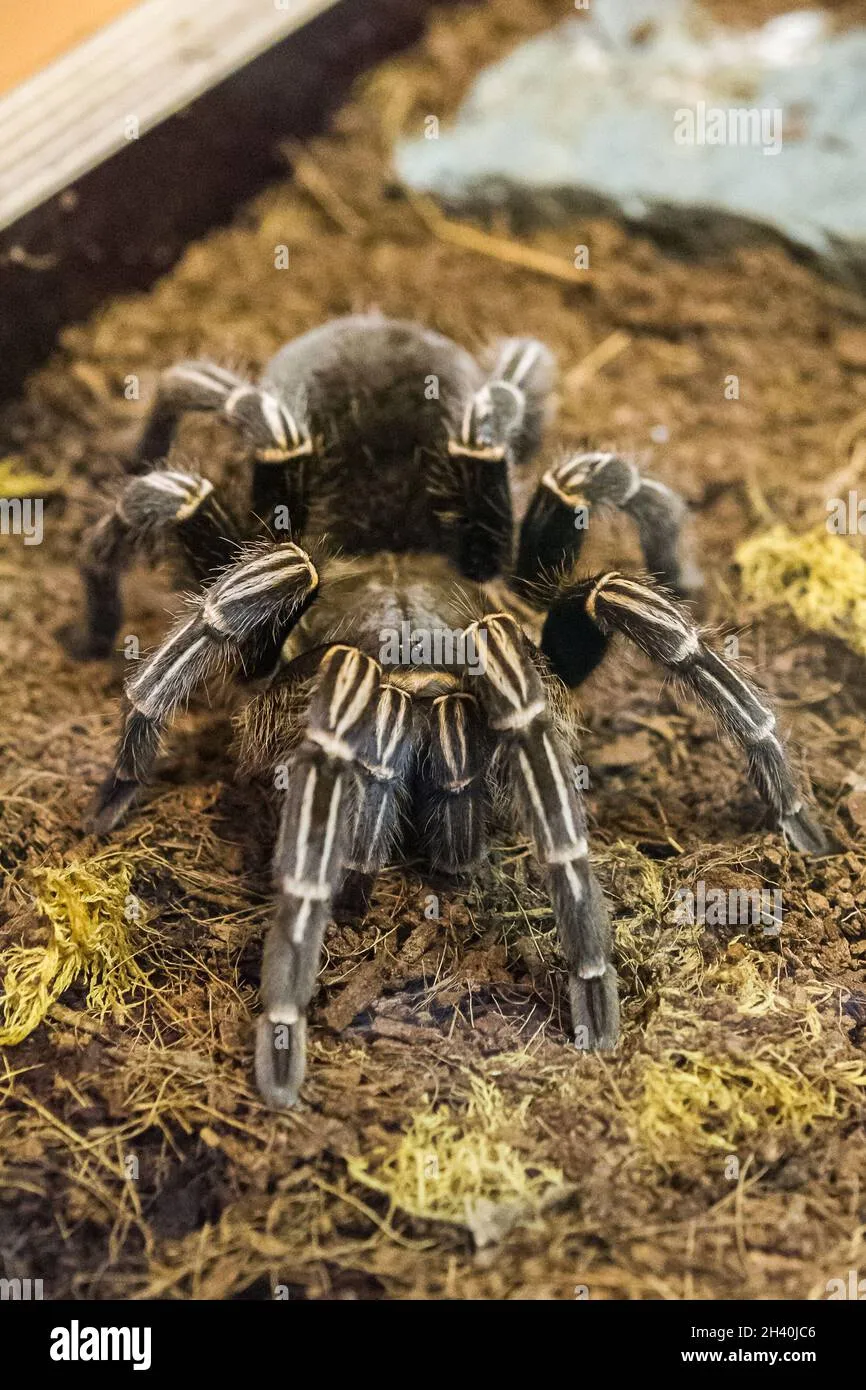 /img/22499-blue-costa-rican-zebra-tarantula-7.webp