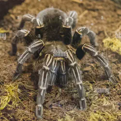 /img/22499-blue-costa-rican-zebra-tarantula-7.webp