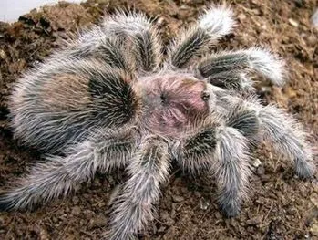 22500 healthy rose hair tarantula