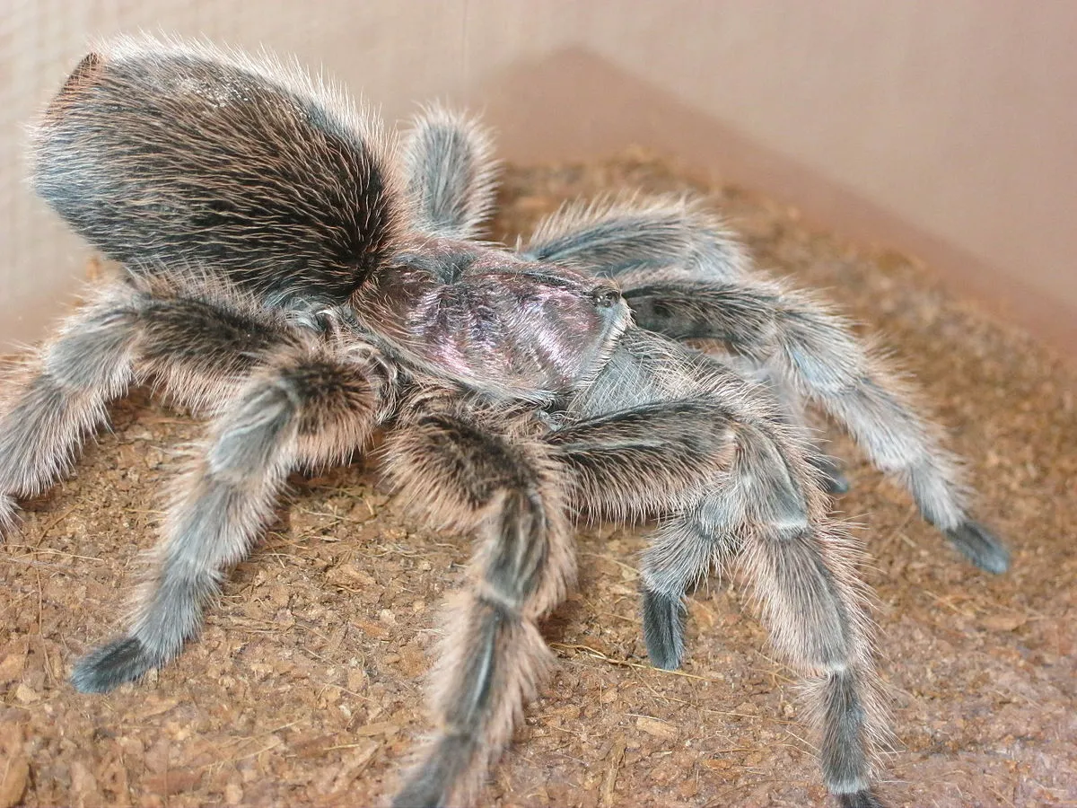 /img/22500-tarantula-cleaning.webp