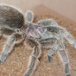 /img/22500-tarantula-cleaning.webp