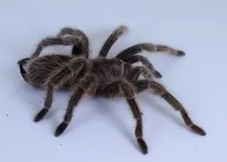 22500 tarantula handling