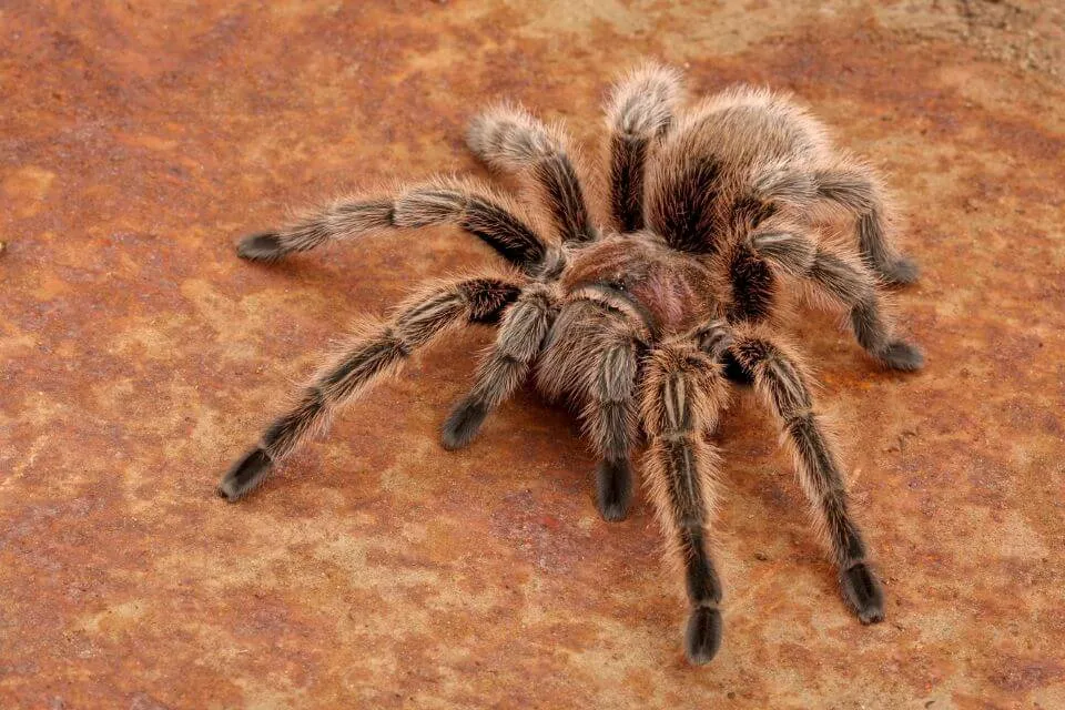 22500 tarantula molting