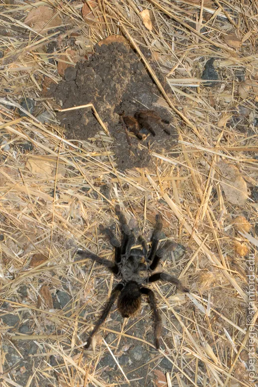 22502 tarantula diet