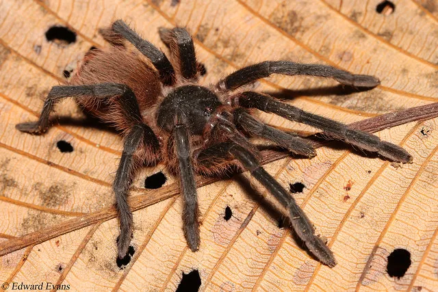 22502 tarantula ecosystem