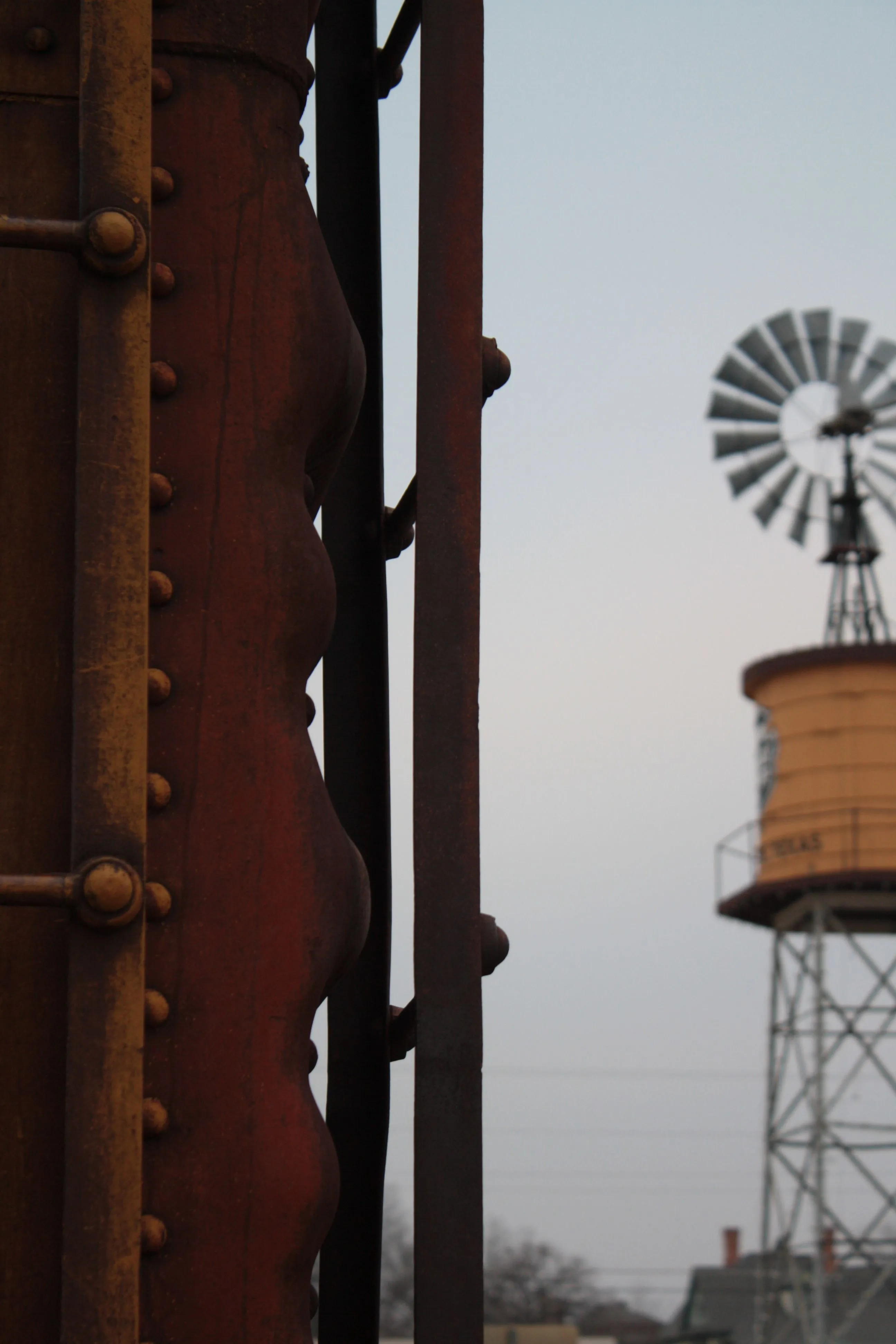 22502 tarantula grapevine habitat