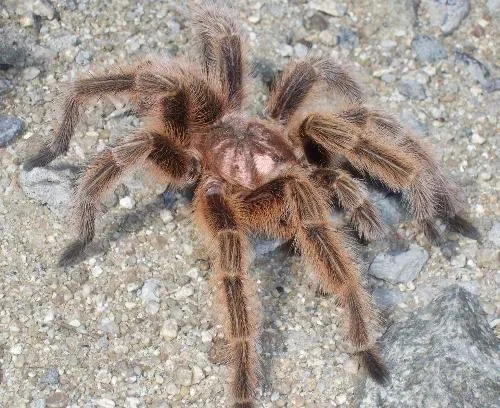 22502 tarantula life cycle