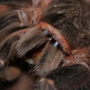 22503 tarantula handling