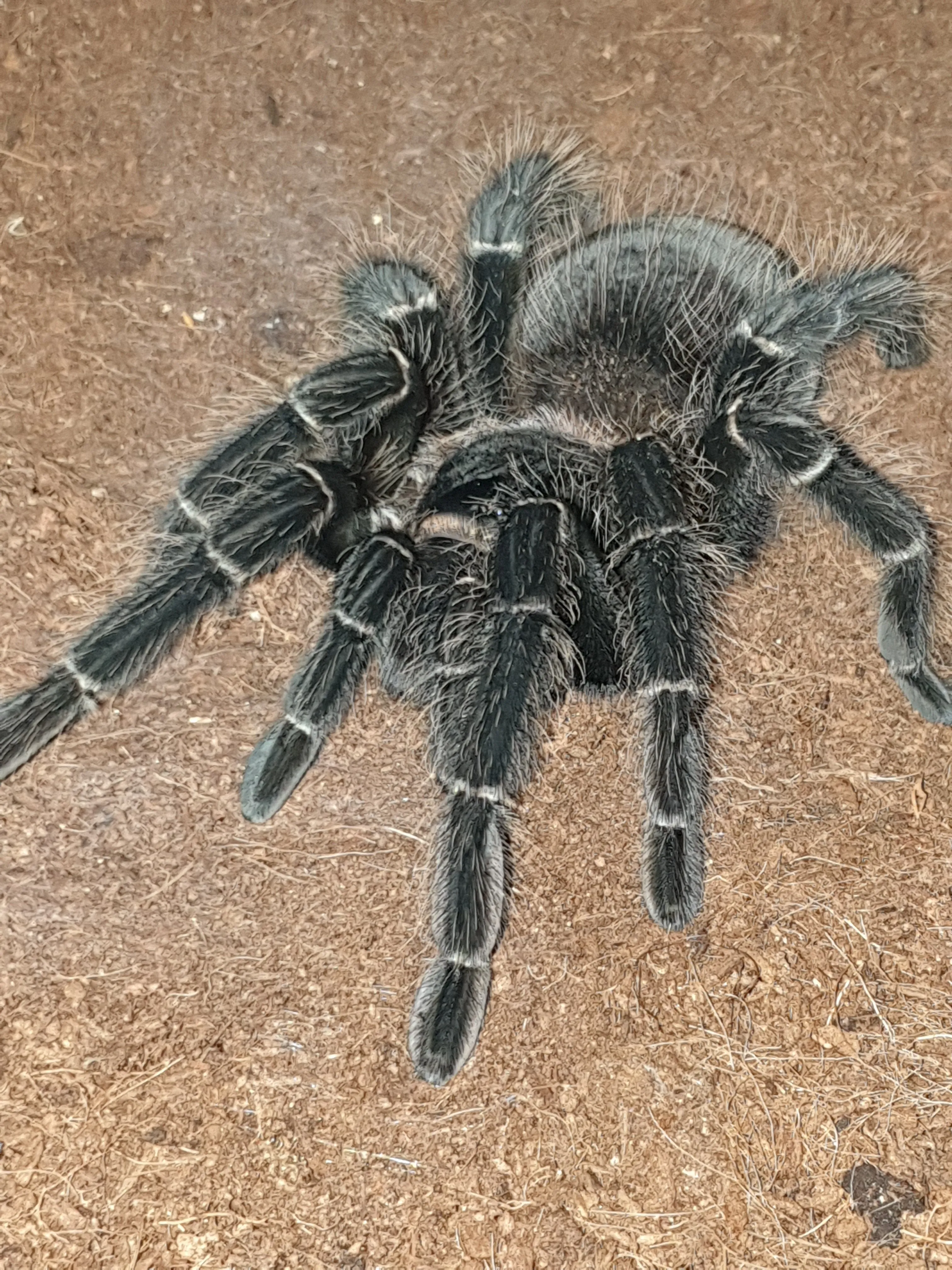 /img/22503-tarantula-healthy.webp