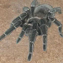 /img/22503-tarantula-healthy.webp