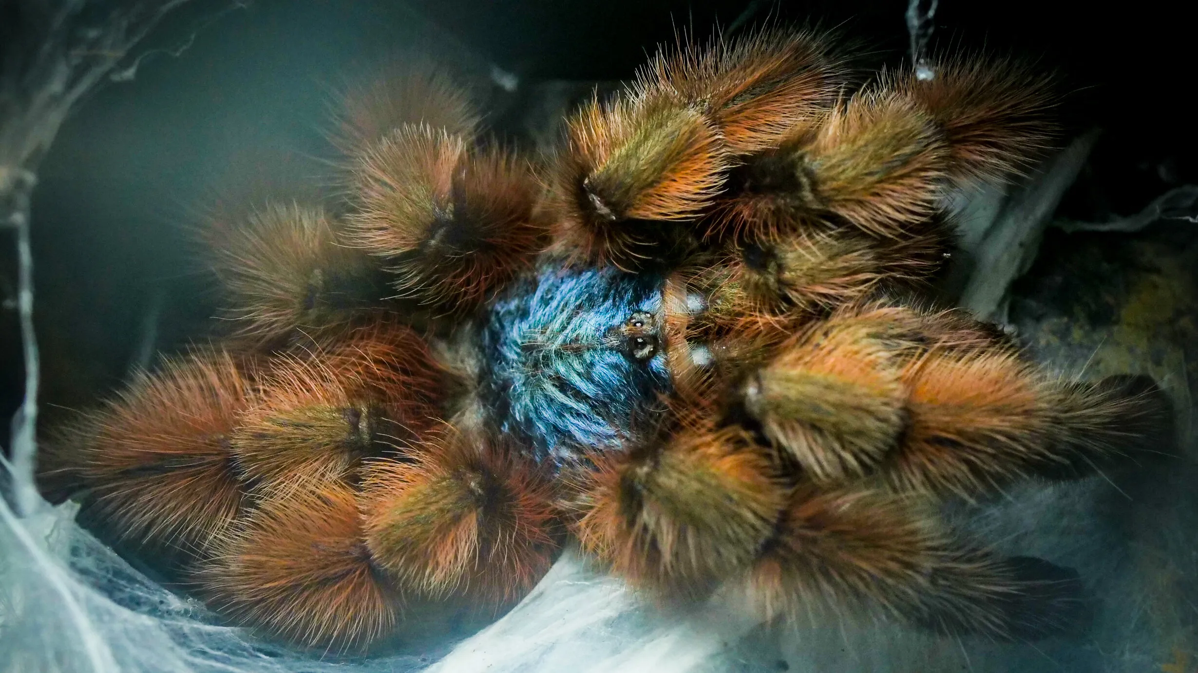 22503 tarantula molting