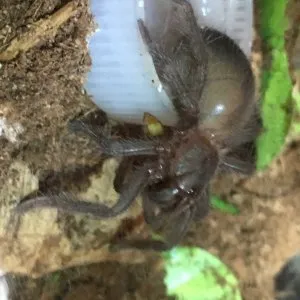 22503 tarantula water dish