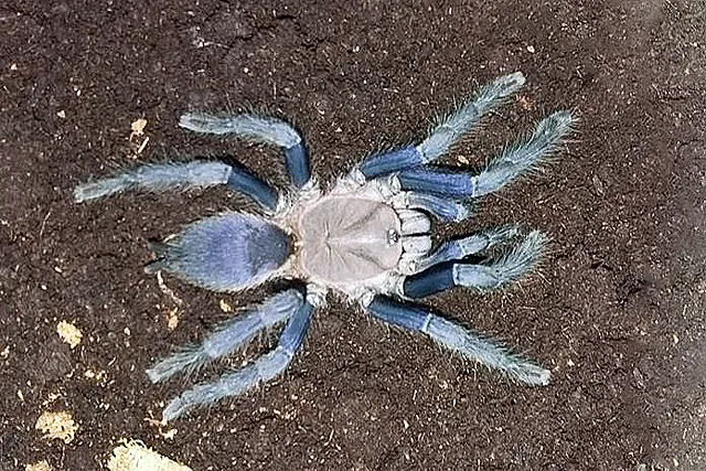 /img/22504-blue-quezon-earth-tiger-tarantula-breeding.webp