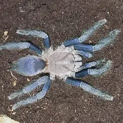 /img/22504-blue-quezon-earth-tiger-tarantula-breeding.webp