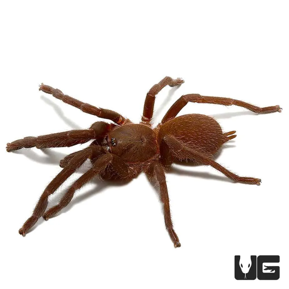 22504 blue quezon earth tiger tarantula enclosure