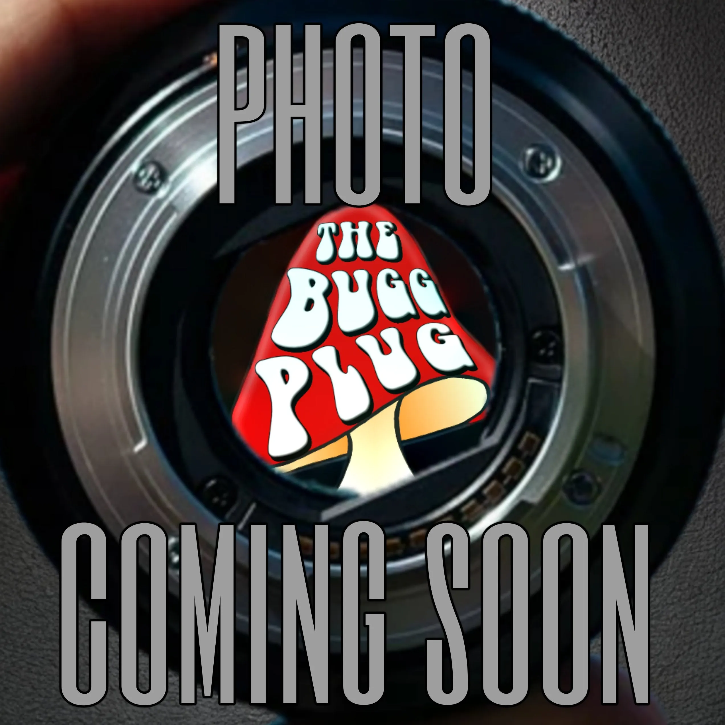 22504 blue quezon earth tiger tarantula handling