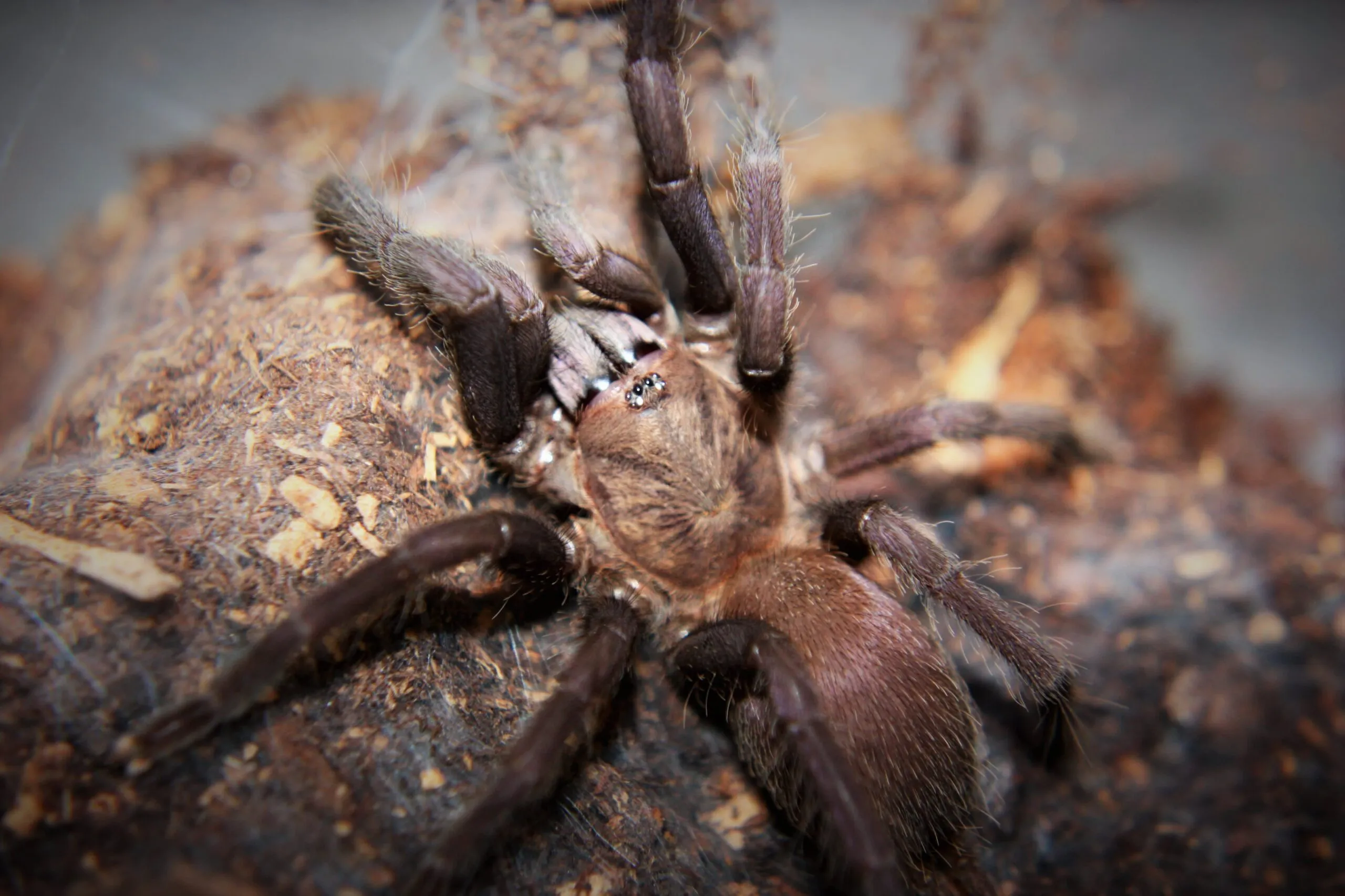 22504 blue quezon earth tiger tarantula health
