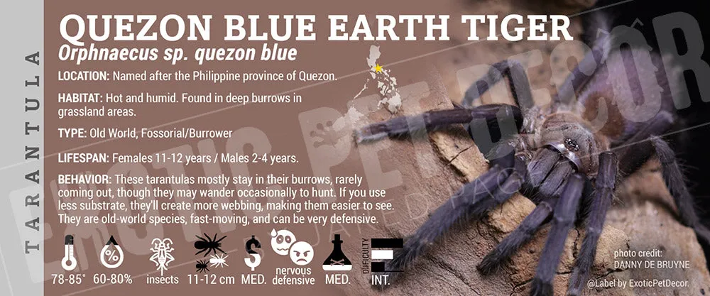 22504 blue quezon earth tiger tarantula molting