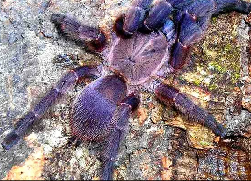 22504 blue quezon earth tiger tarantula overview