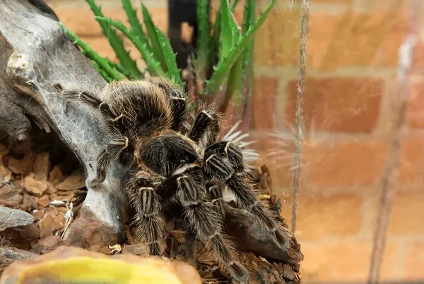 22505 chinese bird eating tarantula feeding