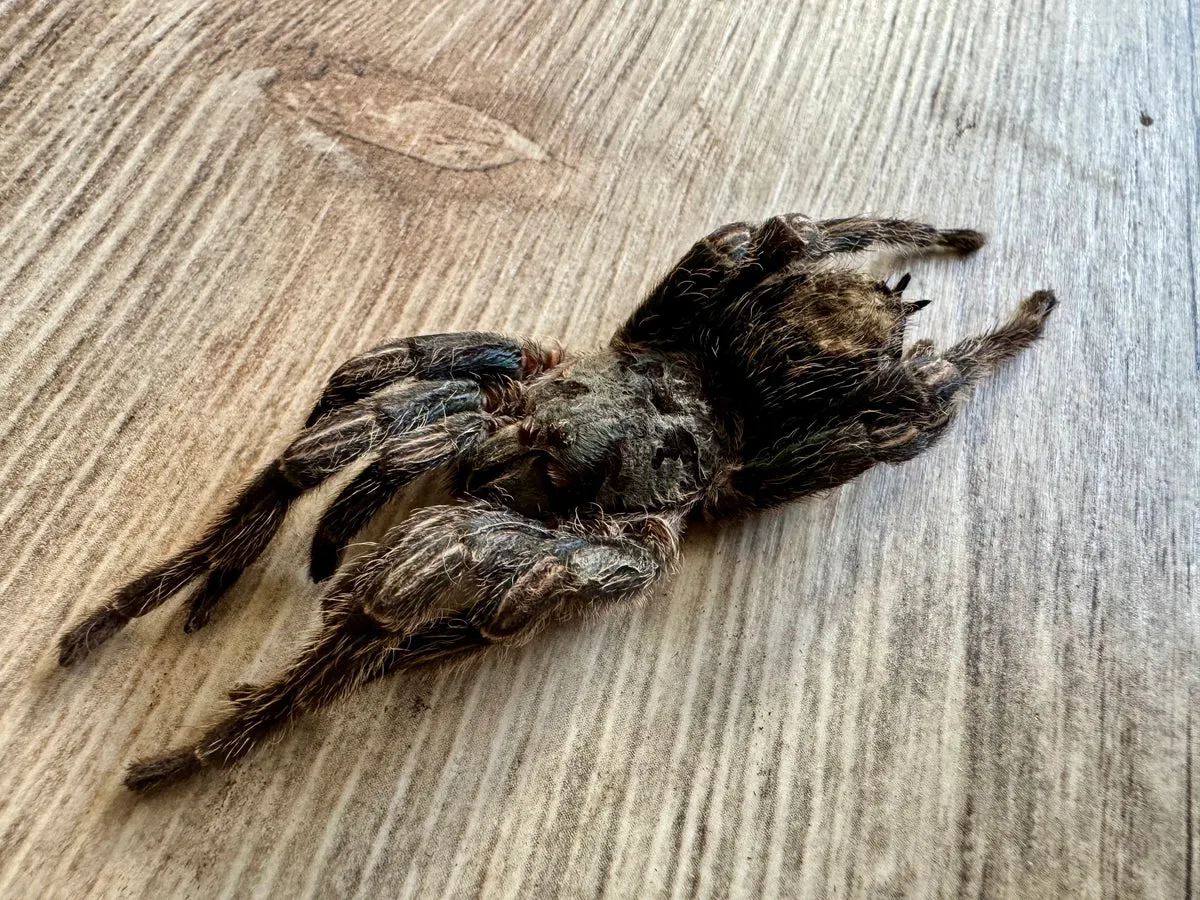 22505 chinese bird eating tarantula handling