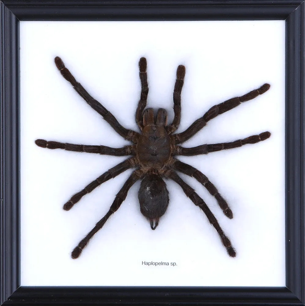 /img/22505-chinese-bird-eating-tarantula-lifespan.webp