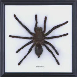 /img/22505-chinese-bird-eating-tarantula-lifespan.webp