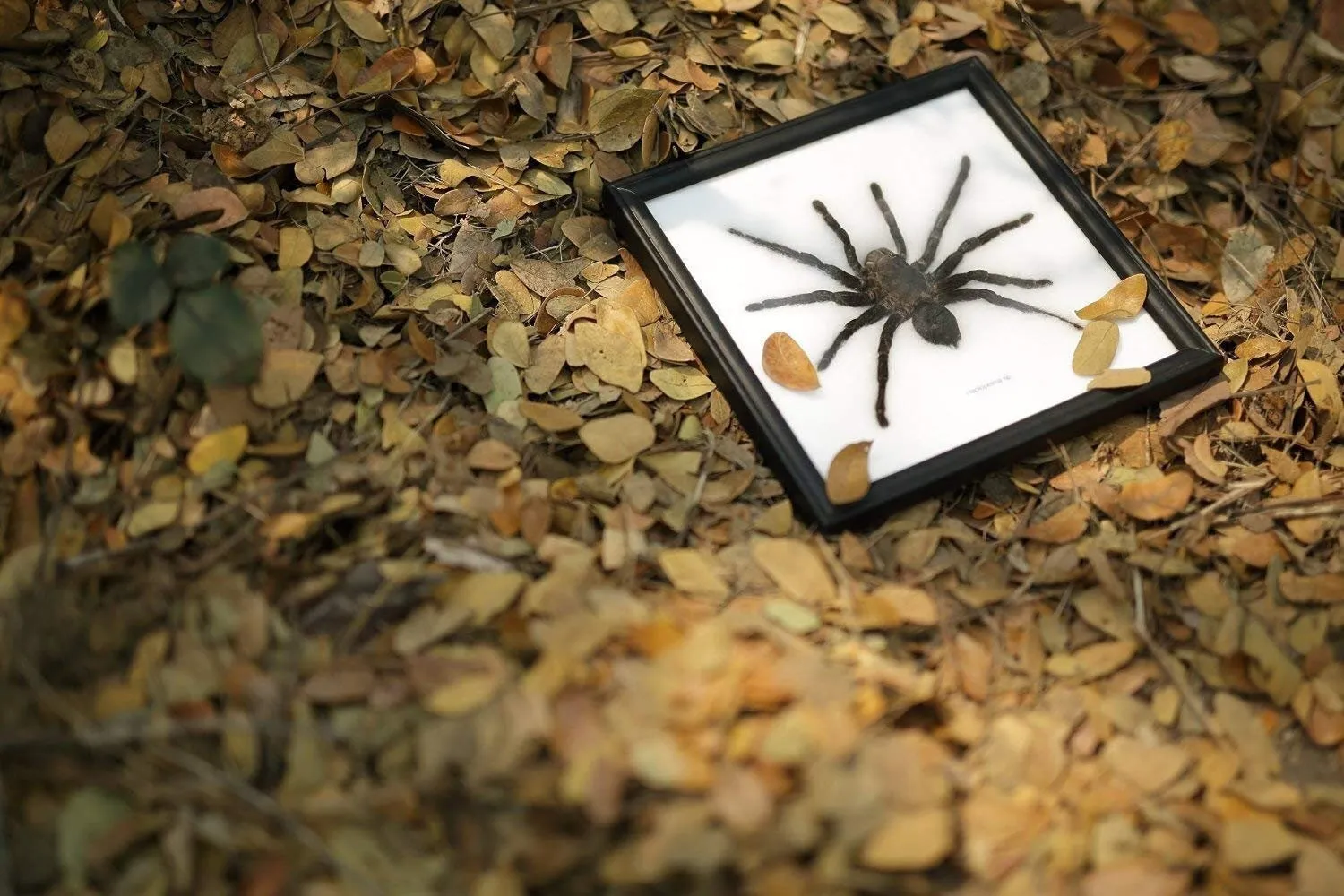 22505 chinese bird eating tarantula molting