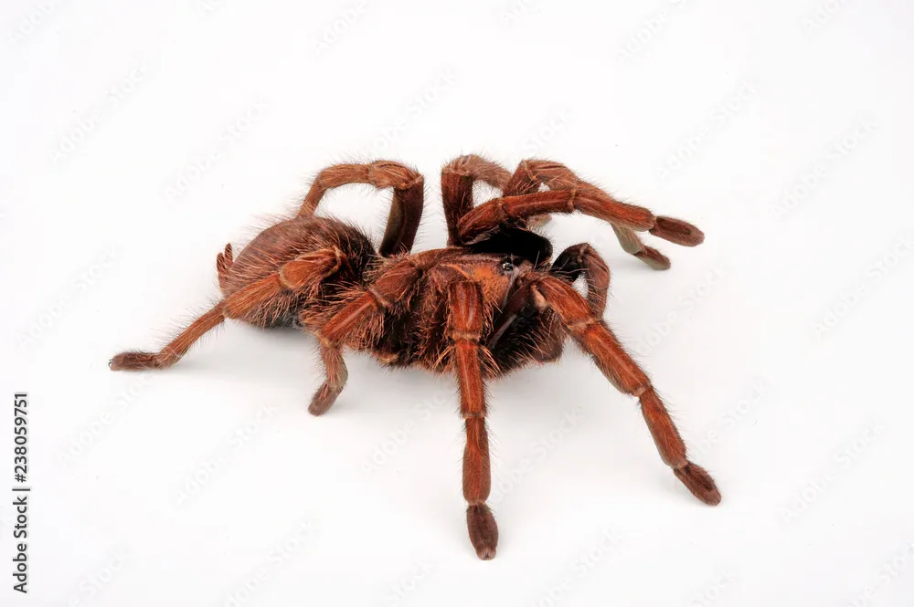 22506 haiti tarantula defenses