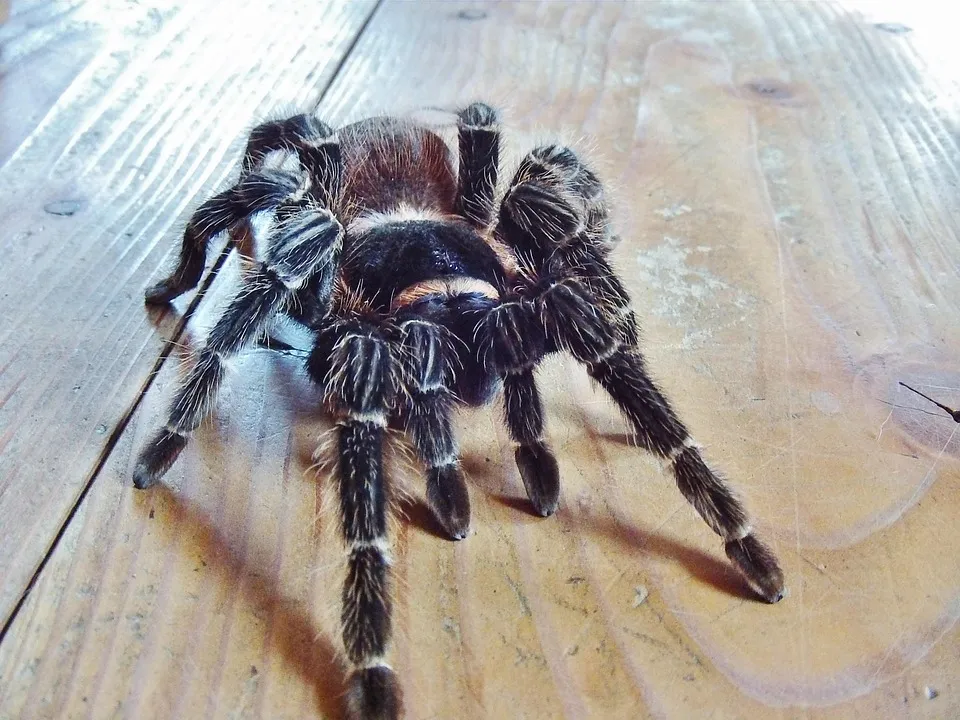 /img/22506-haiti-tarantula-mating.webp