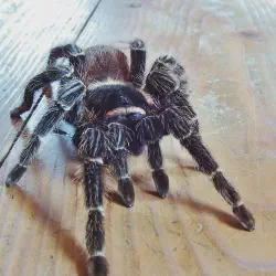 /img/22506-haiti-tarantula-mating.webp