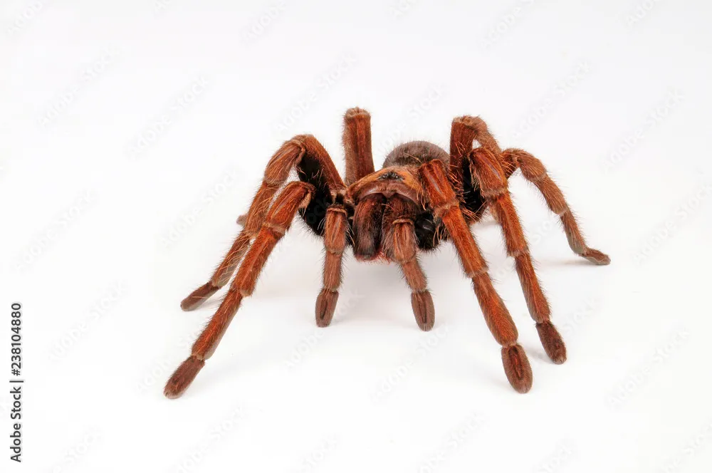 22506 haiti tarantula size