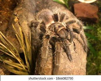 22506 haiti tarantula species