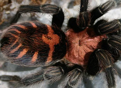 22507 tiger rump tarantula behavior