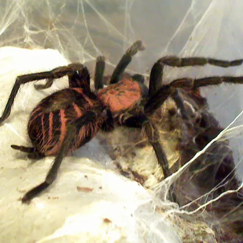 22507 tiger rump tarantula habitat