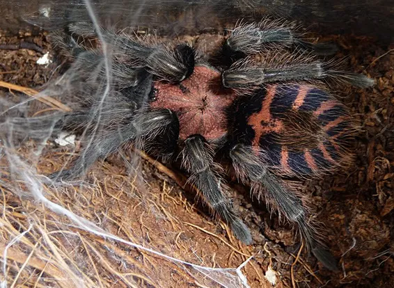 22507 tiger rump tarantula handling