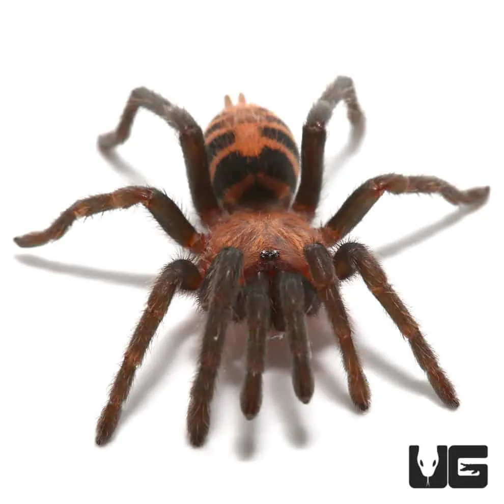 /img/22507-tiger-rump-tarantula-molting.webp