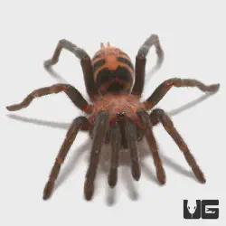 /img/22507-tiger-rump-tarantula-molting.webp