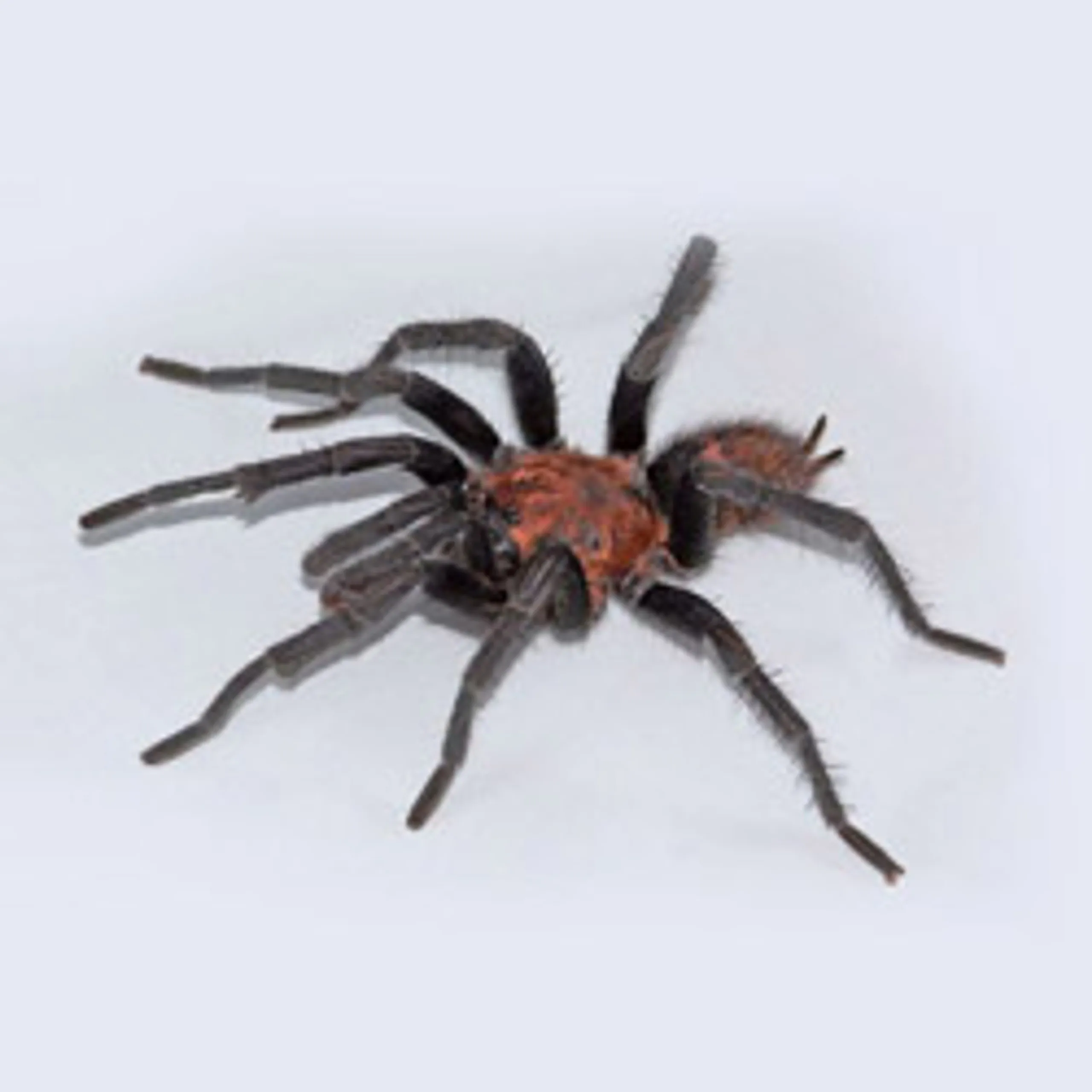 22507 tiger rump tarantula overview
