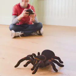 /img/22508-rc-tarantula-playing.webp