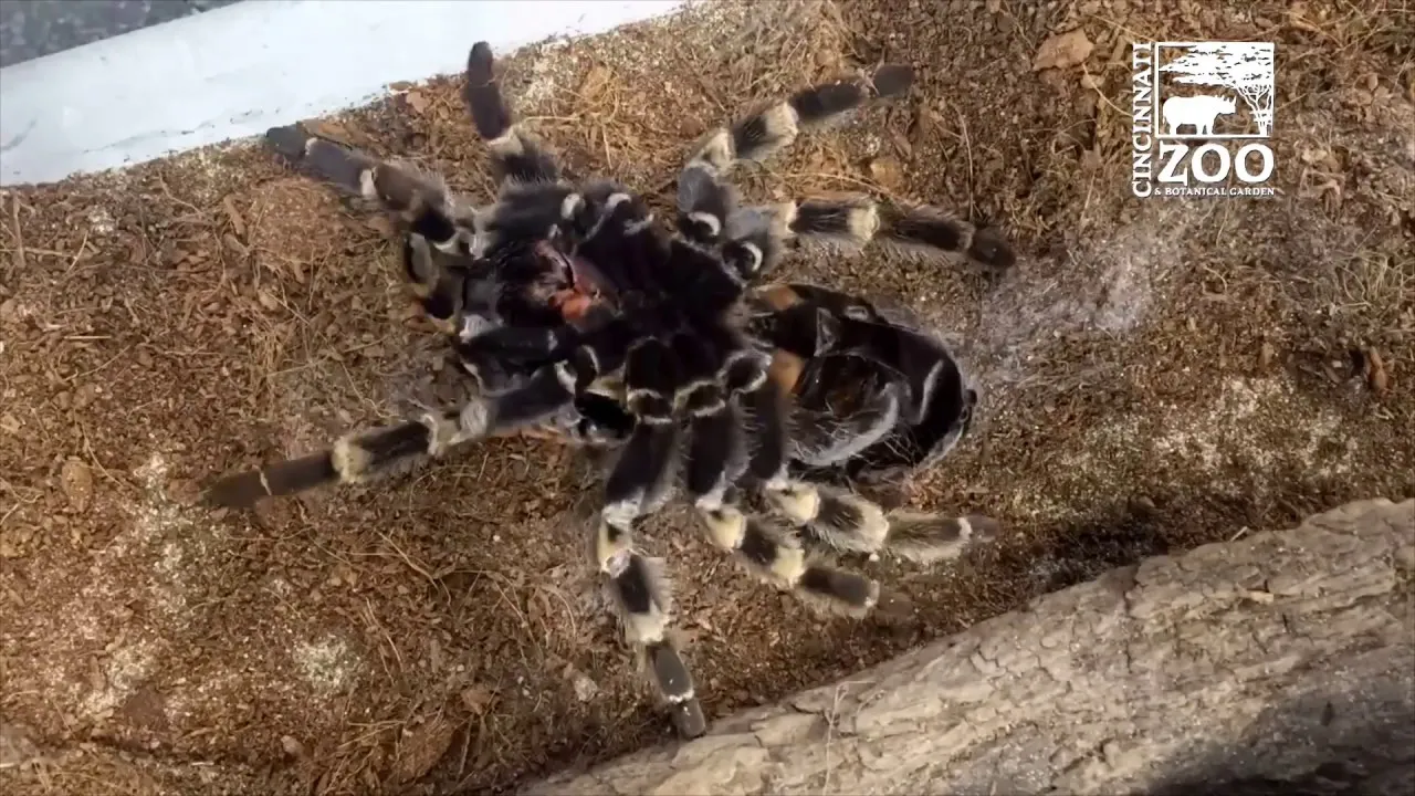 22509 stuck molt tarantula